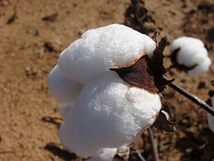 cotton photo by Martin LaBar on flickr